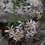 Galatella sedifolia Flower