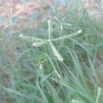 Dactyloctenium aegyptium Flower