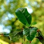 Coffea arabica Folio