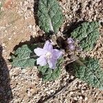 Mandragora autumnalis Õis