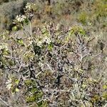 Pyrus bourgaeana Habit