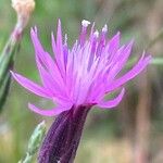 Crupina crupinastrum Flower