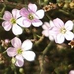 Petrorhagia saxifraga Λουλούδι