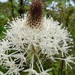 Xerophyllum tenax Blomst