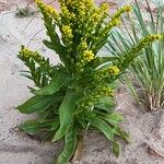 Solidago sempervirens Hábito