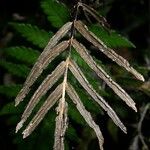 Blechnum diversifolium 整株植物