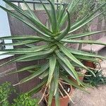 Aloe rupestris Leaf