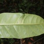 Conchocarpus nicaraguensis List