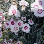 Dianthus plumarius Fleur