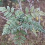 Rubus thibetanus Hoja