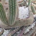 Echinocereus engelmannii Ліст