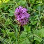 Anacamptis pyramidalisBlodyn