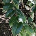 Rhaphithamnus spinosus Hoja