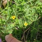 Potentilla erecta Çiçek
