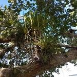 Tillandsia utriculata Лист