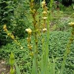 Sisyrinchium striatumFlower