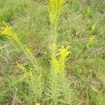 Solidago juncea Hábito