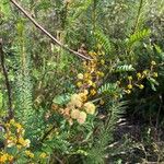 Acacia terminalis Fiore