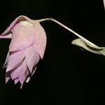 Origanum libanoticum Flower