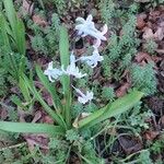 Hyacinthus orientalis ফুল
