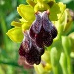 Ophrys fusca 花