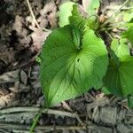 Viola pubescens Folha