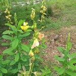 Crotalaria retusa 花