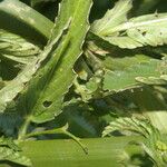 Caperonia palustris Leaf