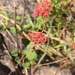 Cyphostemma horombense Flor