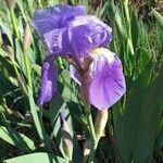 Iris lutescens Blodyn