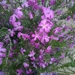 Phlox caespitosa 花