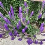 Salvia nemorosa その他の提案