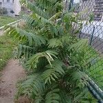 Ailanthus altissima موطن