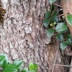 Rhaphithamnus spinosus Corteza