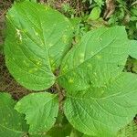 Aralia nudicaulis Φύλλο