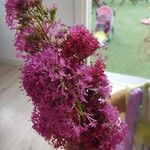 Valeriana lecoqii Flower