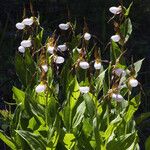 Cypripedium montanum Elinympäristö