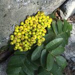 Sorbus californica Elinympäristö