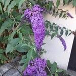 Buddleja davidiiLeaf