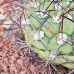 Gymnocalycium pflanzii 葉