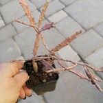 Euphorbia platyclada Hoja
