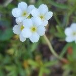 Androsace obtusifolia Fula