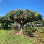Dracaena draco Hostoa