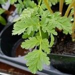 Dicentra formosa 葉