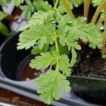 Dicentra formosa Blad