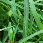 Eleusine indica Hoja