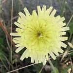 Urospermum dalechampii Λουλούδι