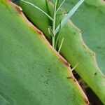 Cissus rotundifolia Hoja