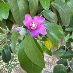 Lagunaria patersonia Blomst