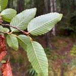 Nothofagus alpina Hoja